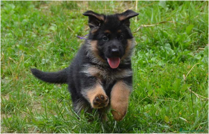 Pastore Tedesco cani Cuccioli di pastore tedesco. unica femmina - Annuncio 2