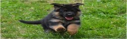 Pastore Tedesco cani in vendita: Cuccioli di pastore tedesco. unica femmina - Annuncio 2
