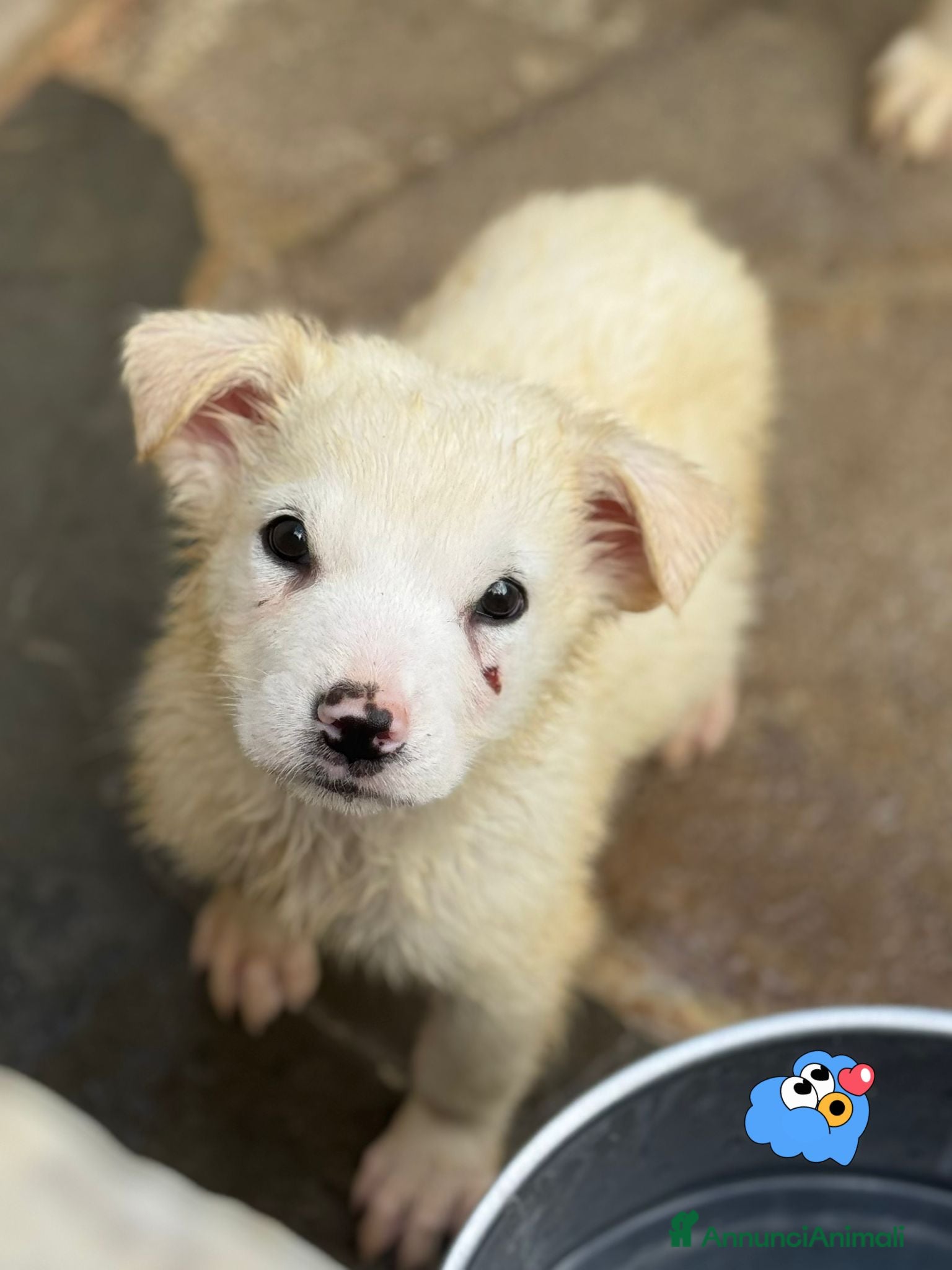 Meticcio cani Samurai cucciolo taglia media - Annuncio 14