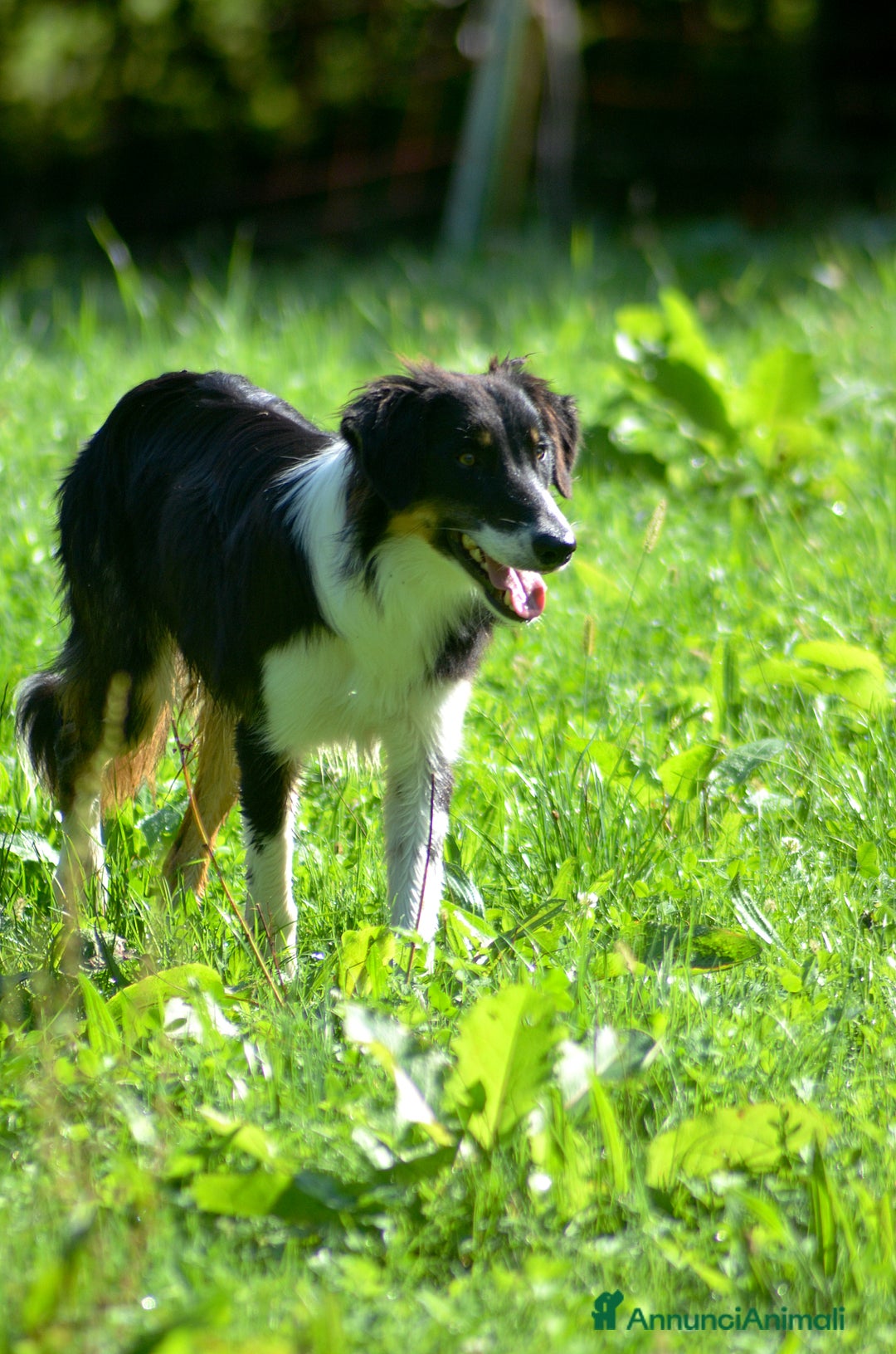 Border Collie cani in vendita: Cucciolone di Border Collie  - Annuncio 3