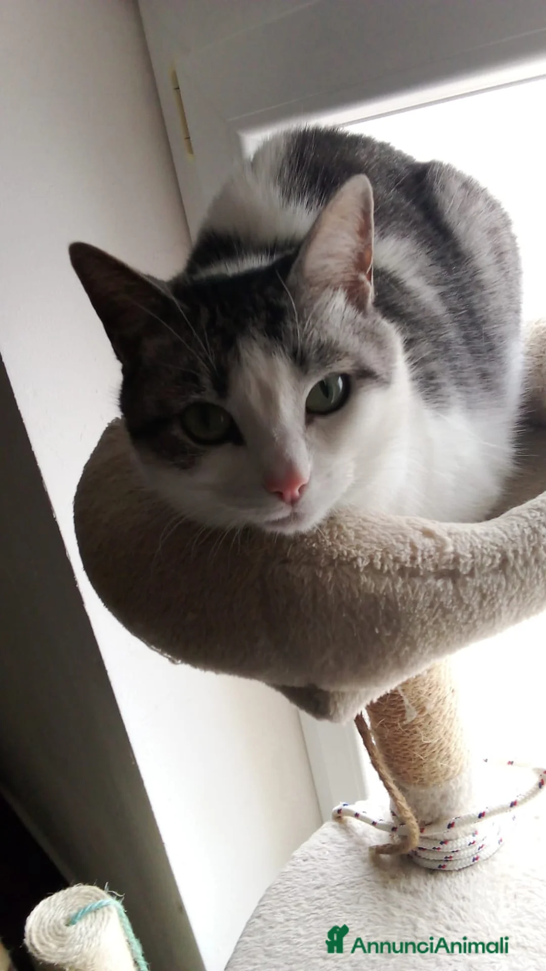 Meticcio gatti in regalo: GATTA DOLCISSIMA - Annuncio 6