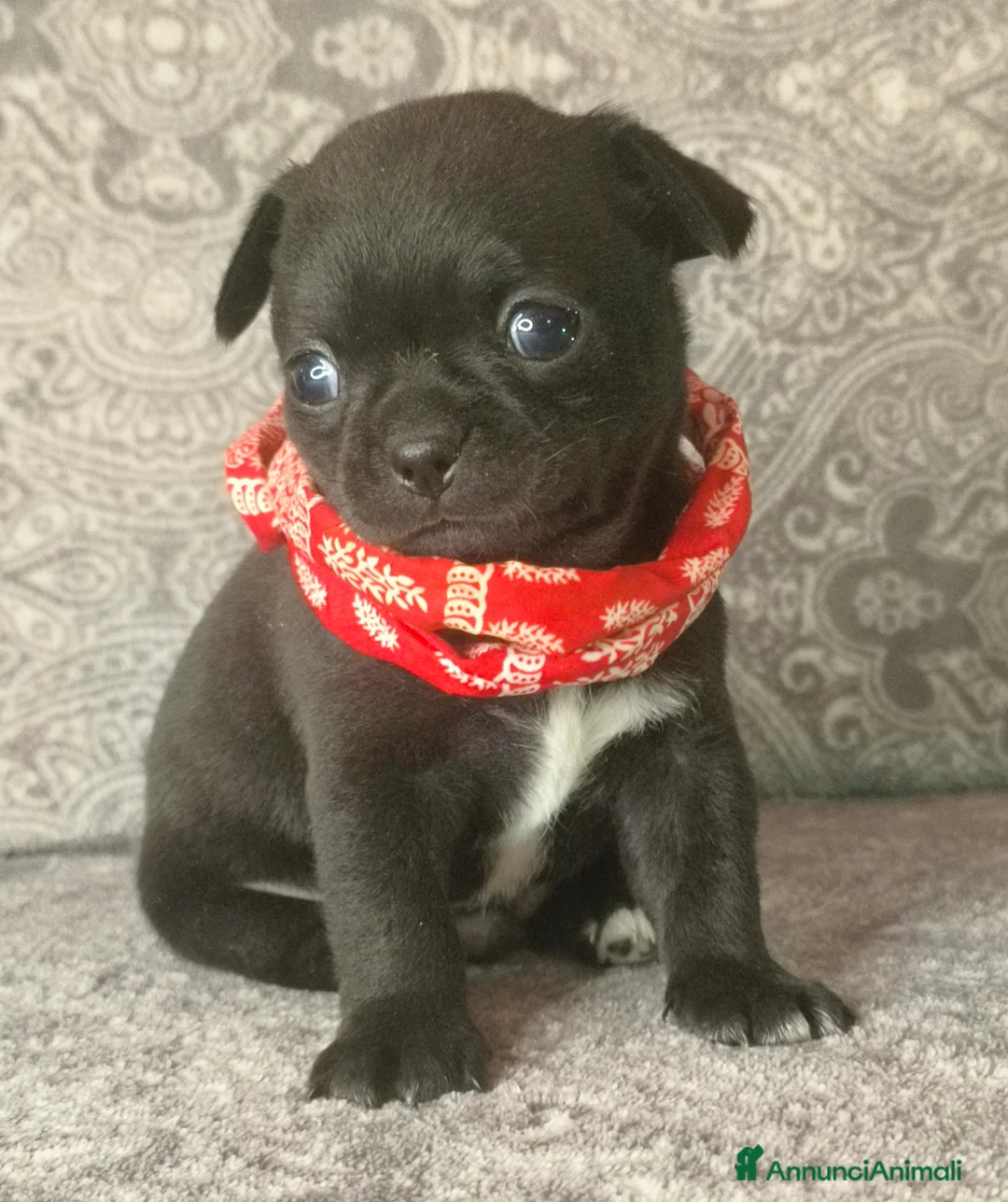 Chihuahua cani in vendita: CHIHUAHUA ALTA GENEALOGIA  - Annuncio 3