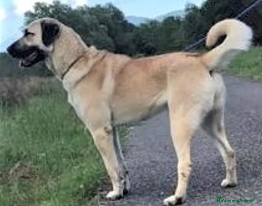Pastore dell’Anatolia cani in vendita: Kangal a Provincia di Potenza - Annuncio 1