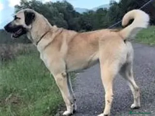 Pastore dell’Anatolia cani Kangal a Provincia di Potenza - Annuncio 1