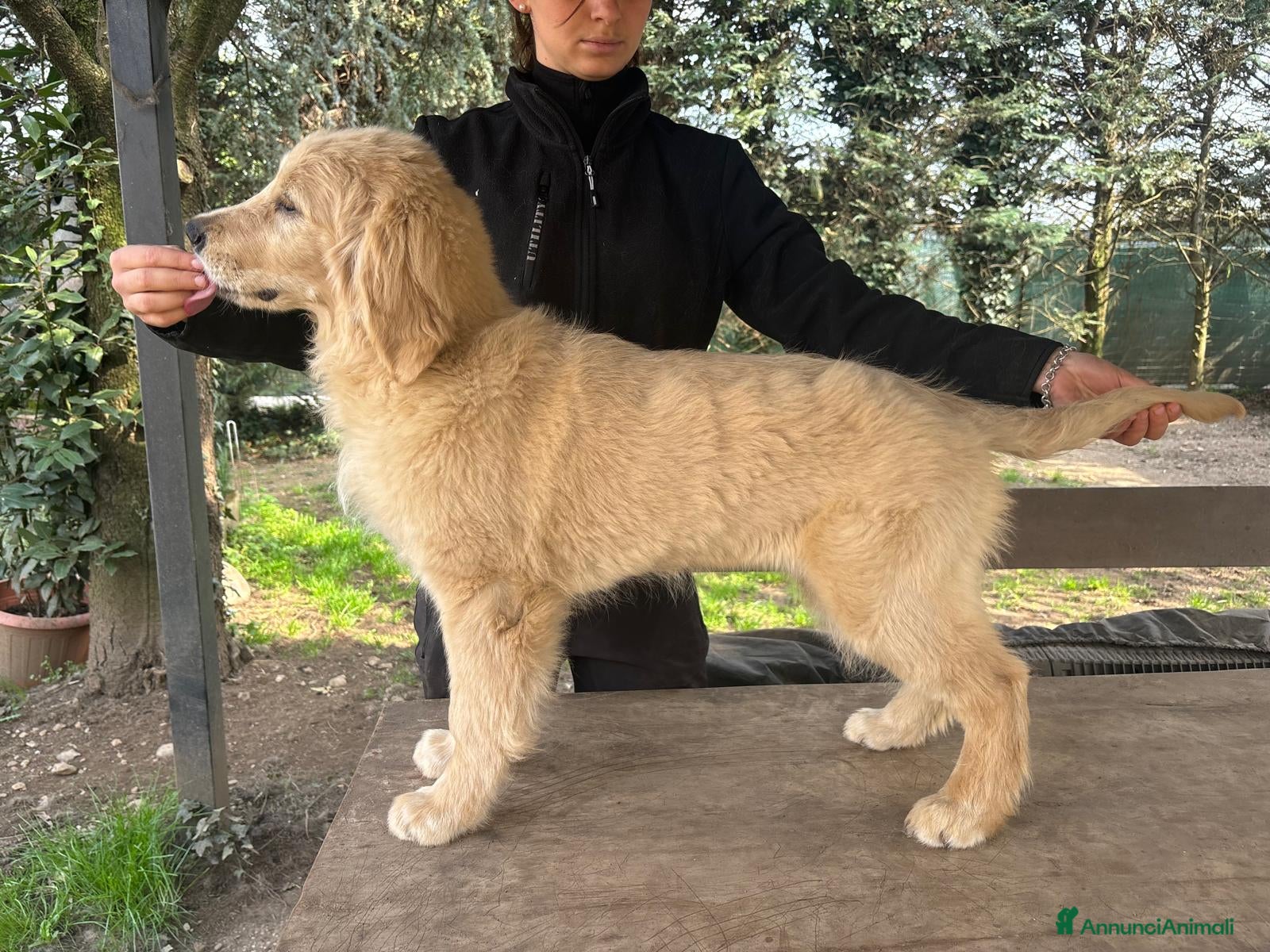 Golden Retriever cani Golden Retriever  - Annuncio 1