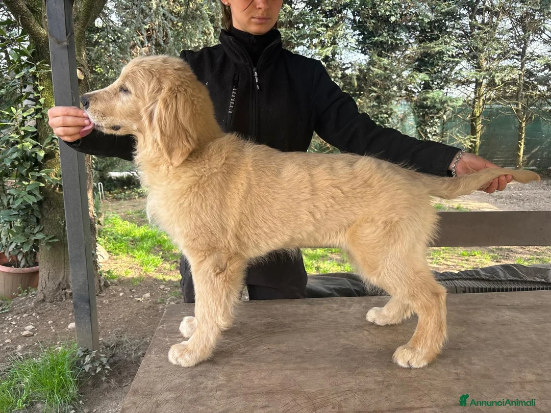 Golden Retriever cani in vendita: Golden Retriever  - Annuncio 1