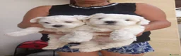Maltese cani in vendita: Maltesi  - Annuncio 3