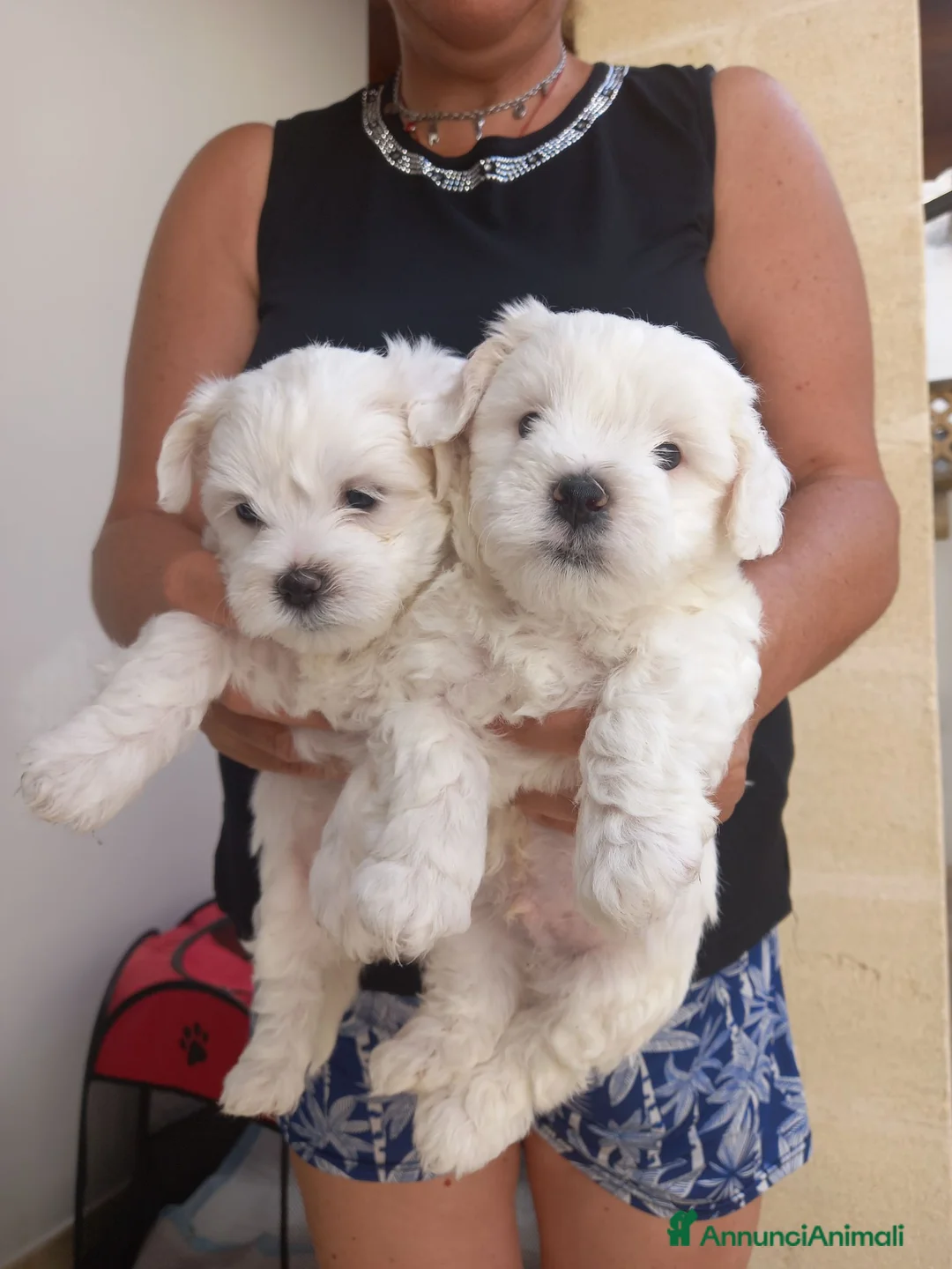 Maltese cani in vendita: Maltesi  - Annuncio 3