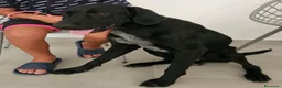 Meticcio cani in regalo: Massy: cucciolone incrocio bracco dolcissimo  - Annuncio 2