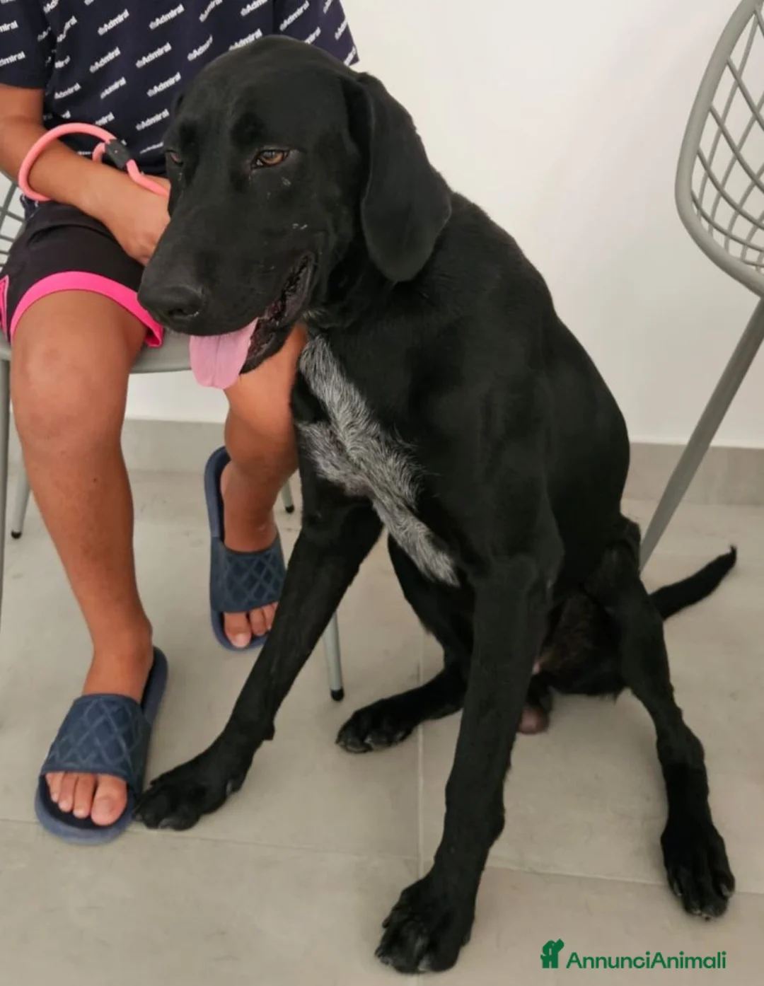 Meticcio cani in regalo: Massy: cucciolone incrocio bracco dolcissimo  - Annuncio 2