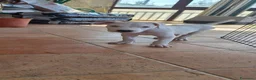 Meticcio cani in regalo: Cucciolo simil pitbull/dogo argentino a Provincia di Alessandria - Annuncio 6