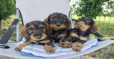 Bassotto cani a Provincia di Pavia - Annuncio 11