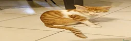 Altre razze gatti in regalo: Micetto di quattro mesi cerca casa a Provincia di Bergamo - Annuncio 2