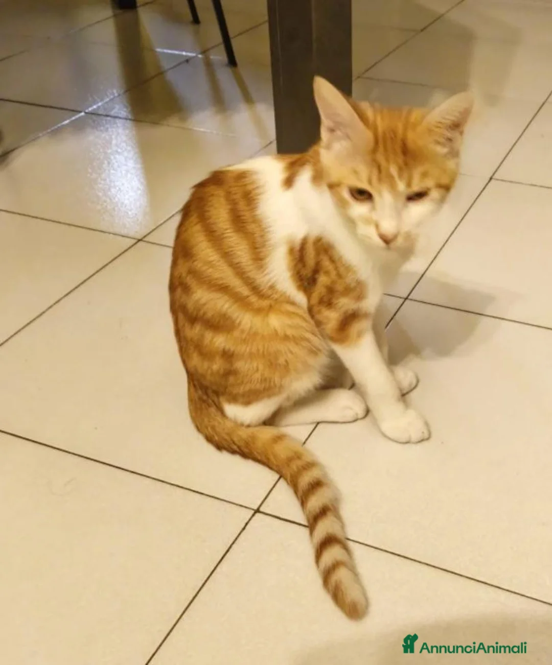 Altre razze gatti in regalo: Micetto di quattro mesi cerca casa a Provincia di Bergamo - Annuncio 2