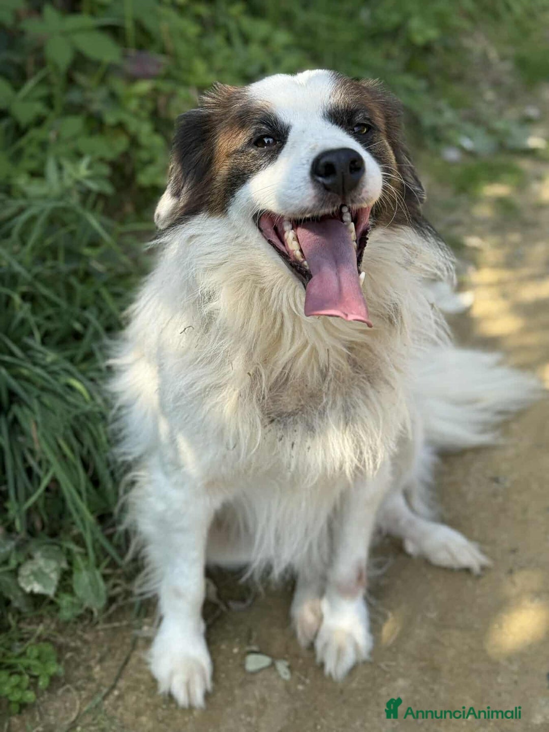 Meticcio cani in regalo: FLOCKY, in canile si dispera! Cerca famiglia - Annuncio 6