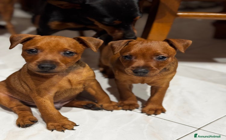 Pinscher Miniatura cani a Provincia di Pavia - Annuncio 9