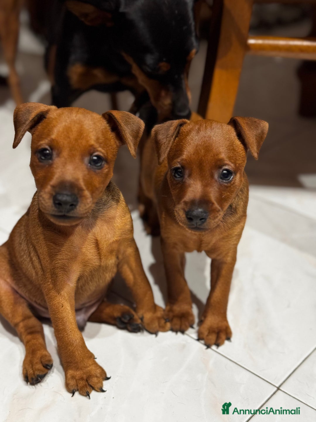 Pinscher Miniatura cani in vendita: Pinscher nano a Provincia di Pavia - Immagine 1