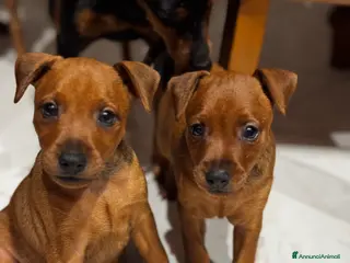 Pinscher Miniatura cani Pinscher nano a Provincia di Pavia - Annuncio 8