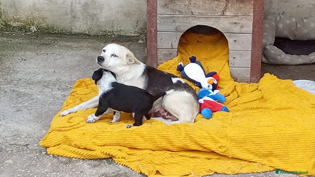 Meticcio cani in regalo: Cuccioli 2 mesi taglie medio piccole  - Annuncio 2