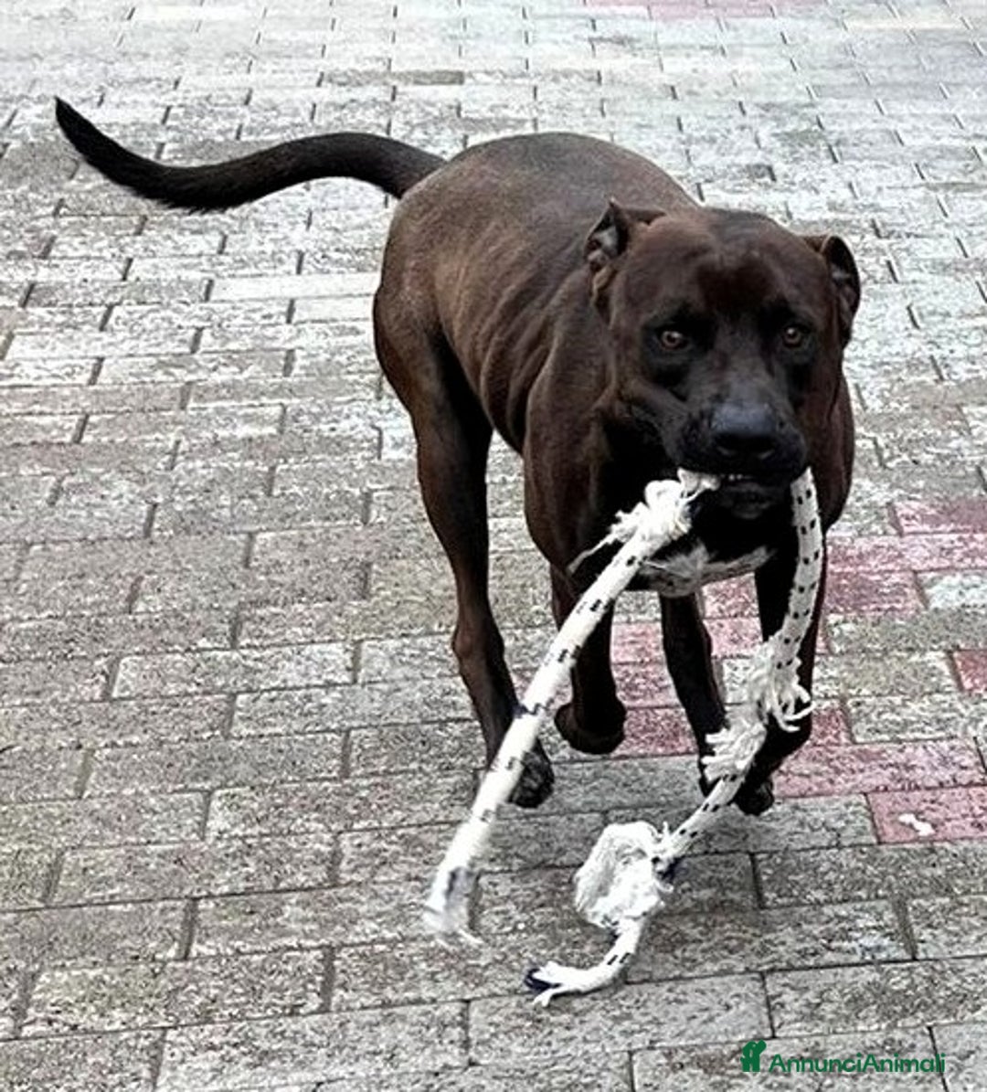 Meticcio cani in regalo: NIGEL PIT - Annuncio 8