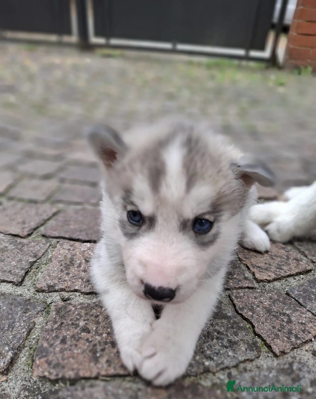 Husky cani in regalo: Siberian Husky in adozione - Annuncio 3
