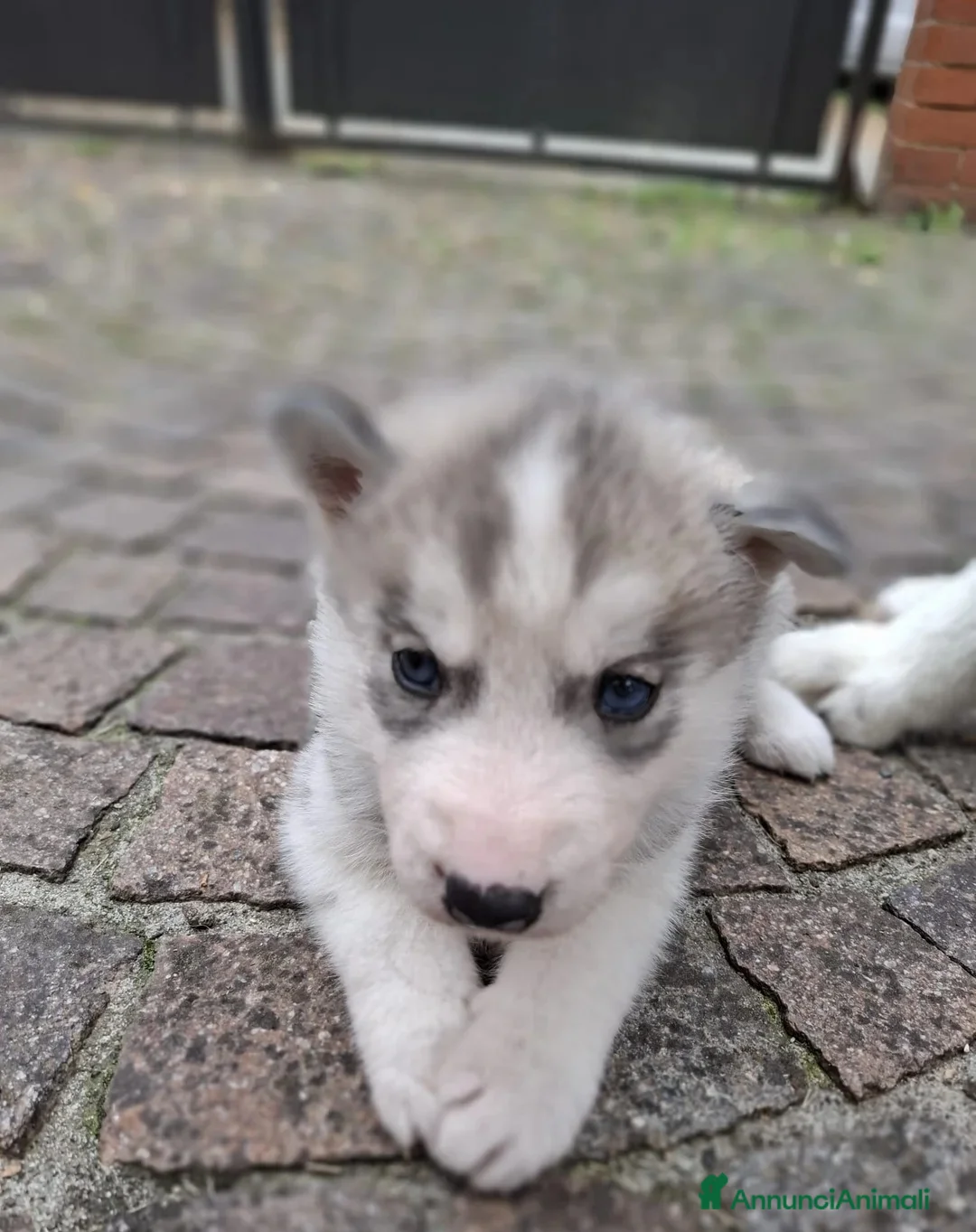 Husky cani in regalo: Siberian Husky in adozione - Annuncio 3
