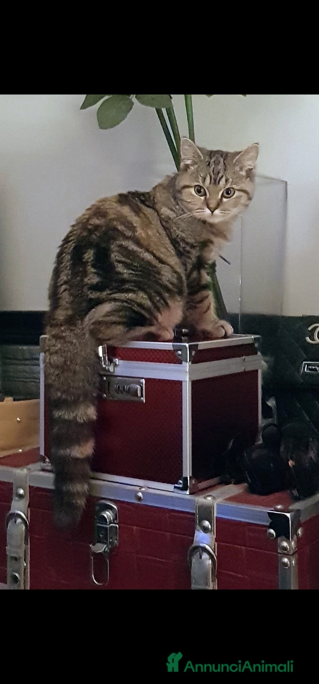 Scottish gatti Scottish straight in regalo - Annuncio 2