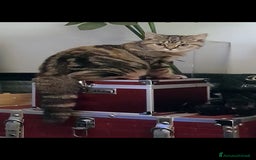 Scottish gatti in regalo: Scottish straight in regalo - Immagine 2