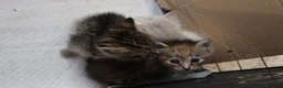 Europeo gatti in regalo: Tre gattini meravigliosi - Annuncio 3