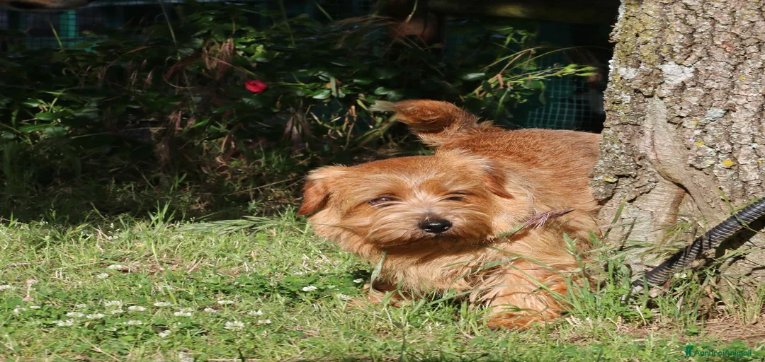 Immagine della galleria {{count}}