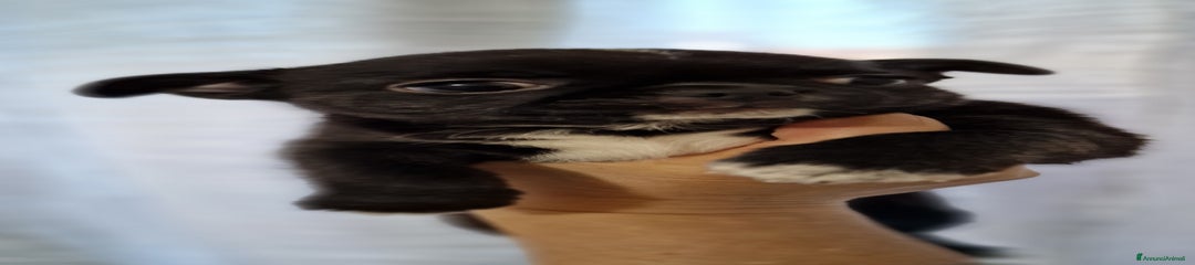 Chihuahua Cucciolo 3