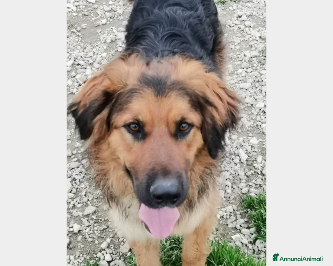 Meticcio cani in regalo: 4anni mix pastore pelo lungo aspetta ancoraCASERTA a Milano - Annuncio 1