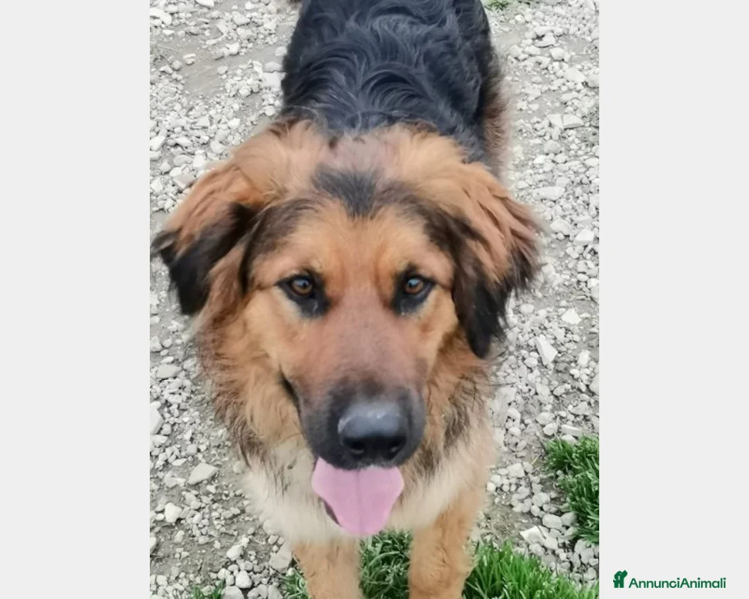 Meticcio cani in regalo: 4anni mix pastore pelo lungo aspetta ancoraCASERTA a Milano - Annuncio 1