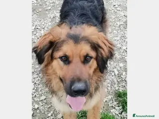 Meticcio cani 4anni mix pastore pelo lungo aspetta ancoraCASERTA - Annuncio 11