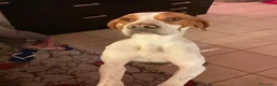 Pointer cani in regalo: Pointer Inglese cerca una nuova casa - Annuncio 2
