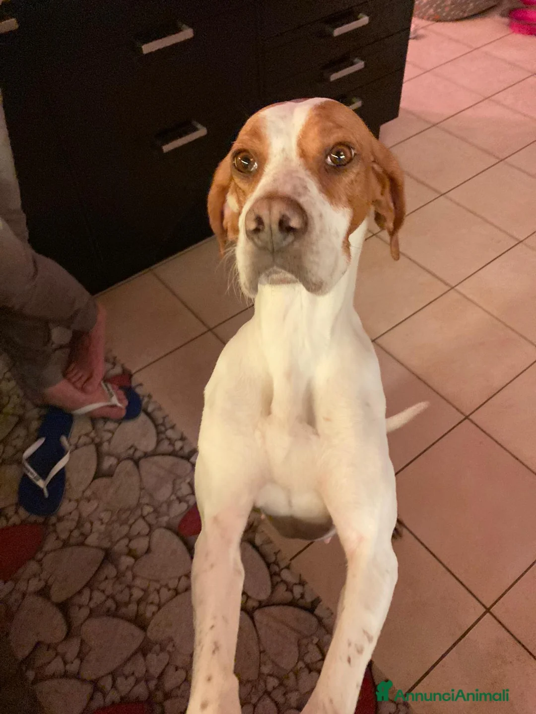 Pointer cani in regalo: Pointer Inglese cerca una nuova casa - Annuncio 2