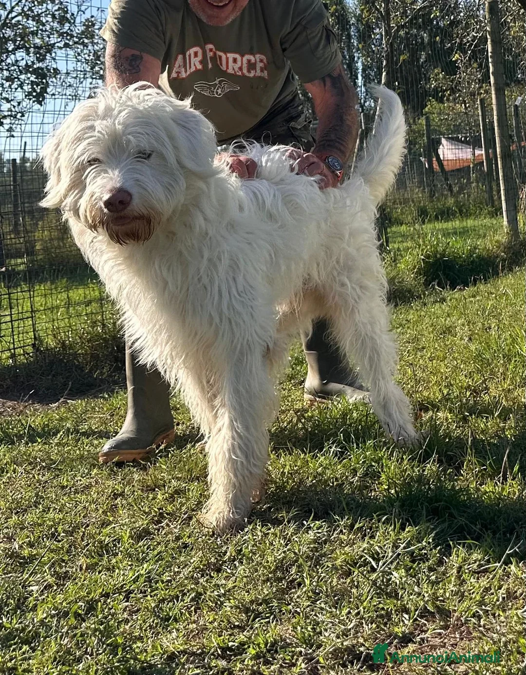 Meticcio cani in regalo: BUTTATO VIA DALLA SUA FAMIGLIA  a Provincia di Ferrara - Annuncio 6