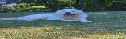Pastore Abbruzzese Maremmano cani in vendita: Vendesi cuccioli Pastore Maremmano Abruzzese - Annuncio 4