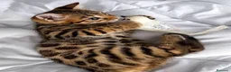 Bengala gatti in vendita: Cuccioli di Bengal o Bengala con Pedigree  - Annuncio 8