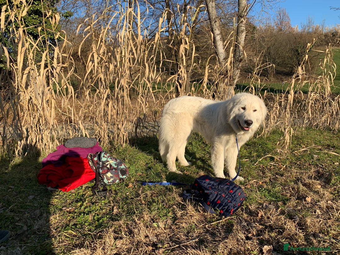 Pastore Maremmano cani in vendita: Sidney; Cagnolina con Cuore D’oro  - Annuncio 3