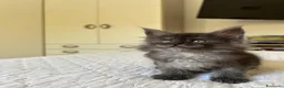 Maine Coon gatti in vendita: Maine Coon cucciolo pedigree ANFI - Annuncio 4