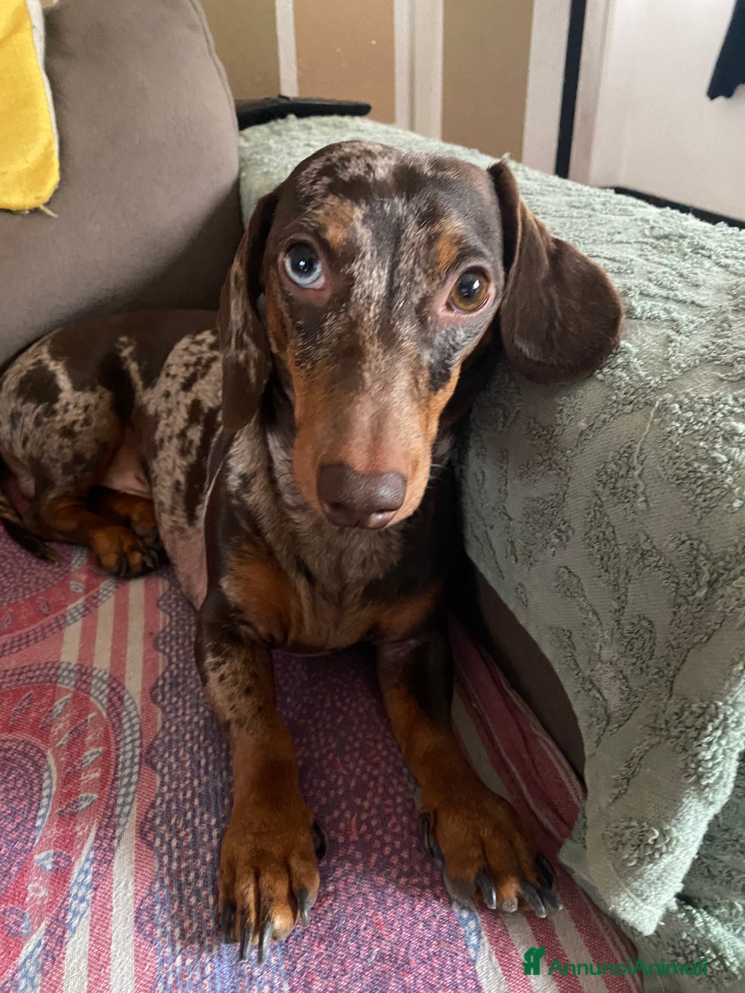 Altre razze gatti in vendita: Cuccioli di Bassotto - Annuncio 5