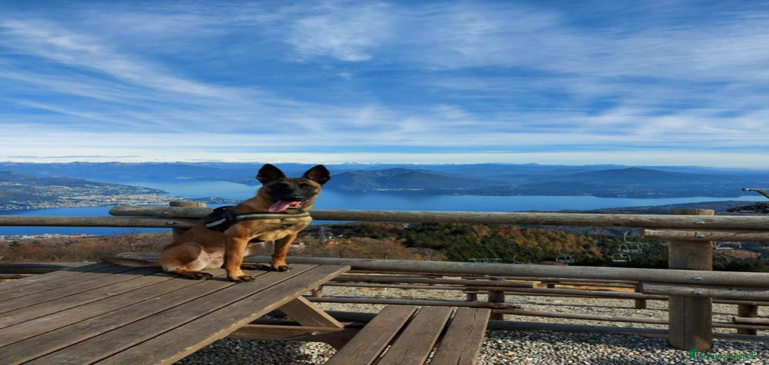 Immagine della galleria {{count}}