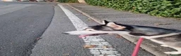 Husky cani in regalo: Cucciolo husky  a Provincia di Cremona - Annuncio 2