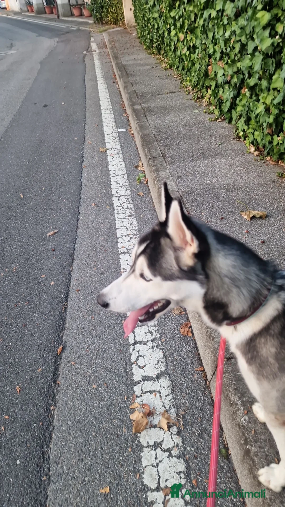 Husky cani in regalo: Cucciolo husky  a Provincia di Cremona - Annuncio 2
