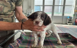 Setter Inglese cani in vendita: Setter inglesi maschi  a Provincia di Verona - Immagine 11