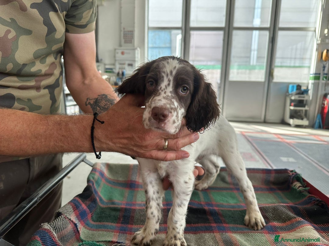 Setter Inglese cani in vendita: Setter inglesi maschi  a Provincia di Verona - Immagine 11