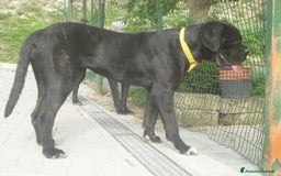 Cane Corso cani in vendita: spettacolari cuccioli di cane corso a Provincia di Cuneo - Immagine 12