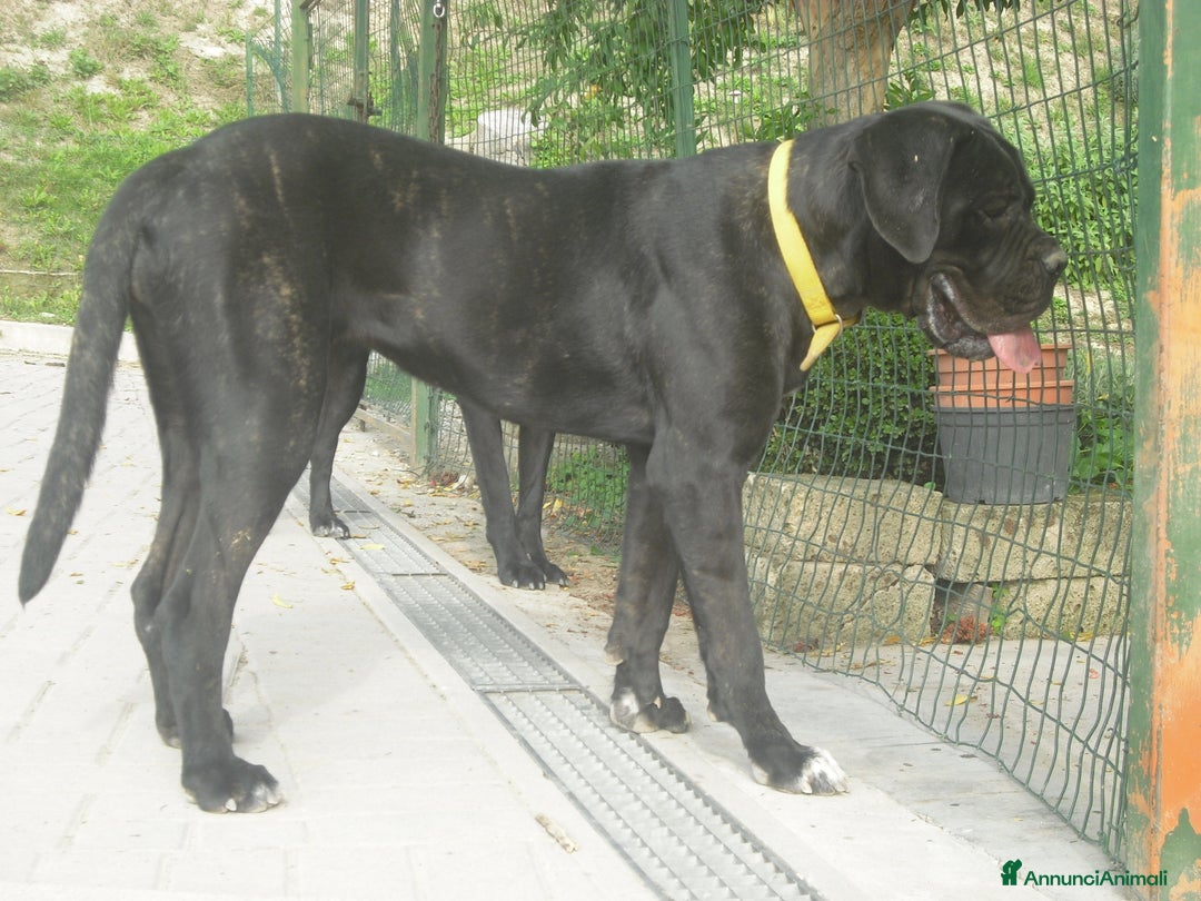 Cane Corso cani in vendita: spettacolari cuccioli di cane corso a Provincia di Cuneo - Immagine 12