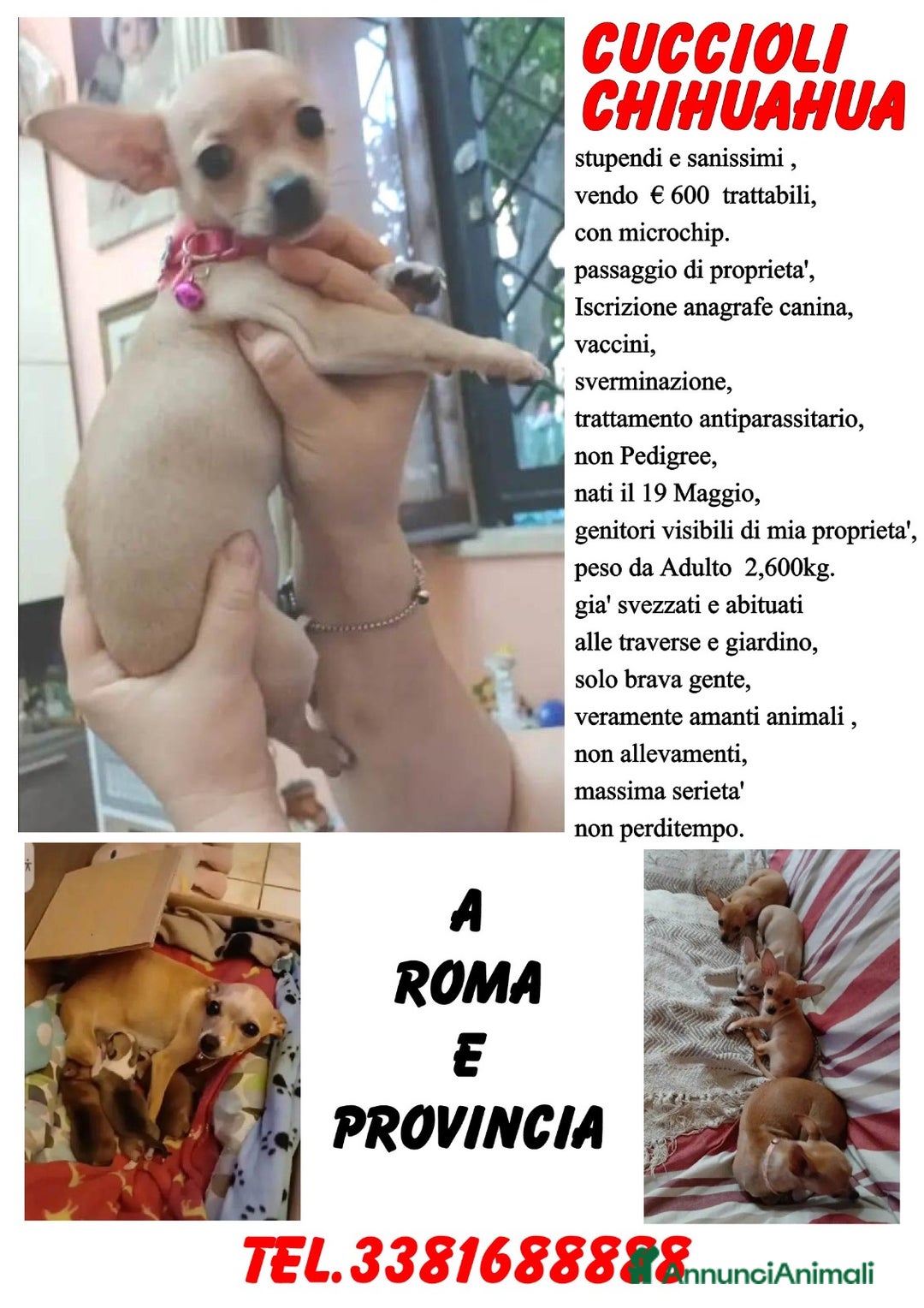 Chihuahua cani in vendita: Chihuahua cucciolini  bellissimi - Annuncio 6